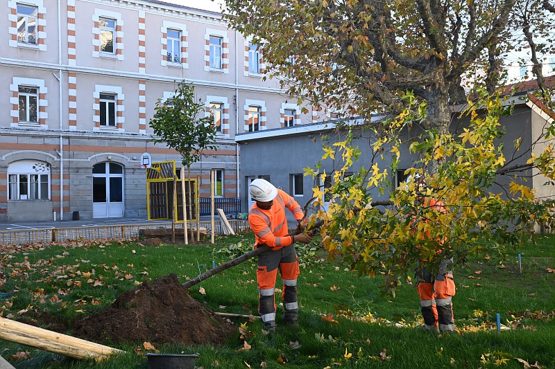 Plantation d'arbres - cours de l'école Gaspard-Monge