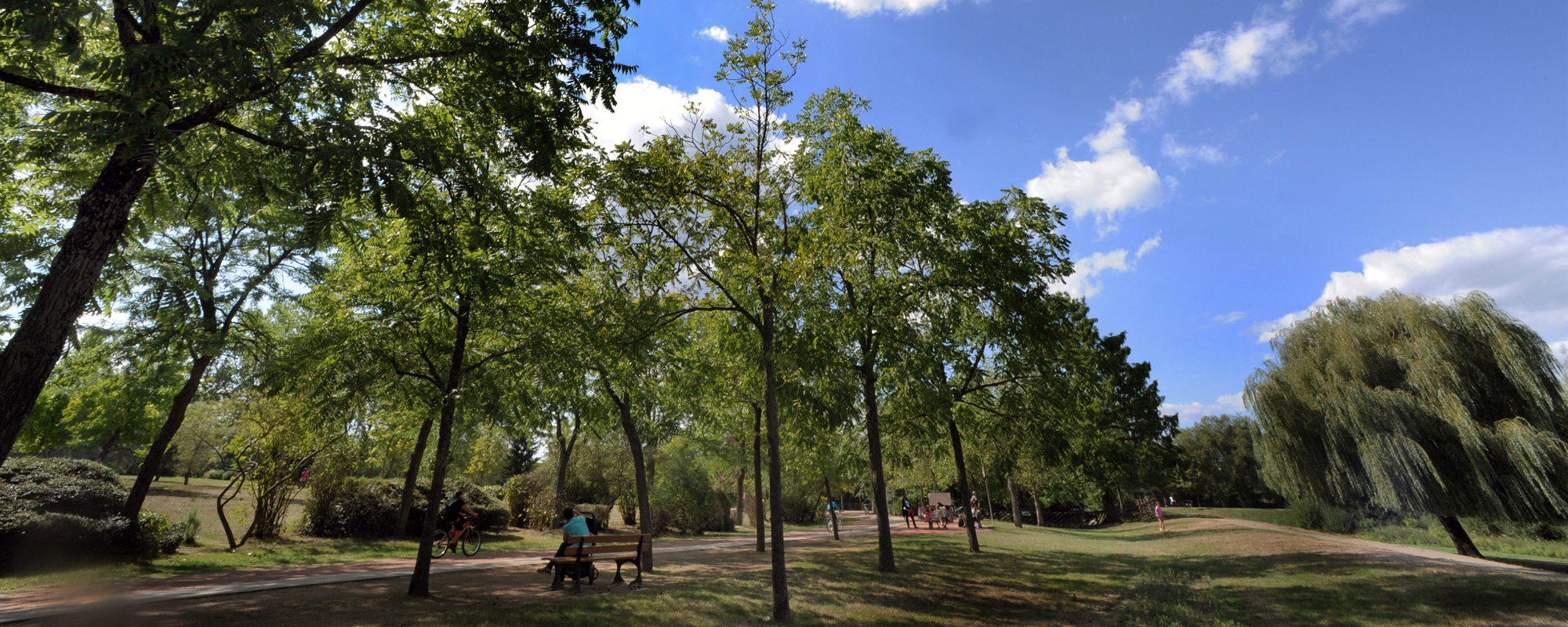 arbres