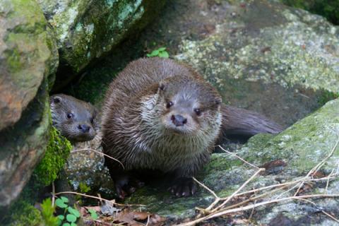 loutre